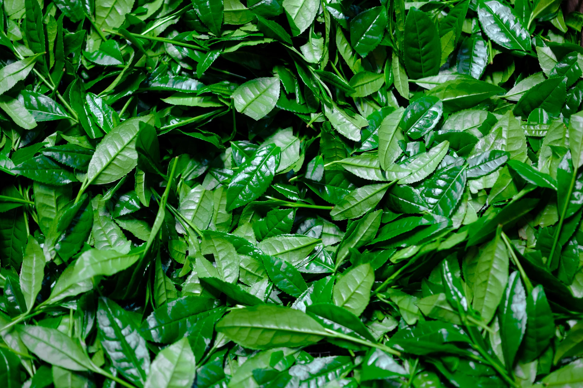 Loại đồ uống Loại đồ uống