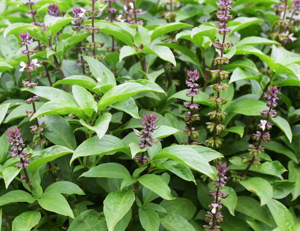 Rắn rất sợ 5 c&acirc;y n&agrave;y - Ảnh 2.