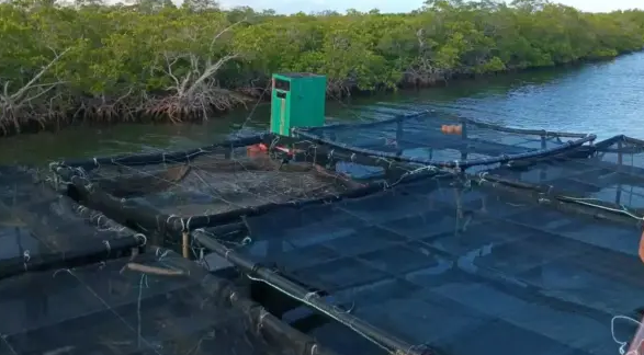Việt Nam mang kỹ thuật nuôi trồng một loại ‘siêu thực phẩm' sang Cuba, 1,5 năm sau đón tin vui bất ngờ: Tỷ lệ sống 100%, cực giàu protein - Ảnh 1.