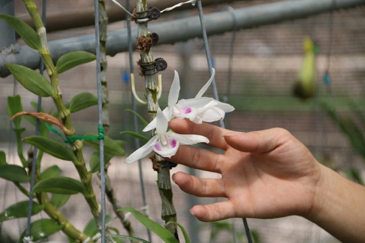 Những đại gia kinh doanh lan đột biến một thời &lsquo;h&ocirc; mưa gọi gi&oacute;&rsquo; giờ ra sao? - Ảnh 1.