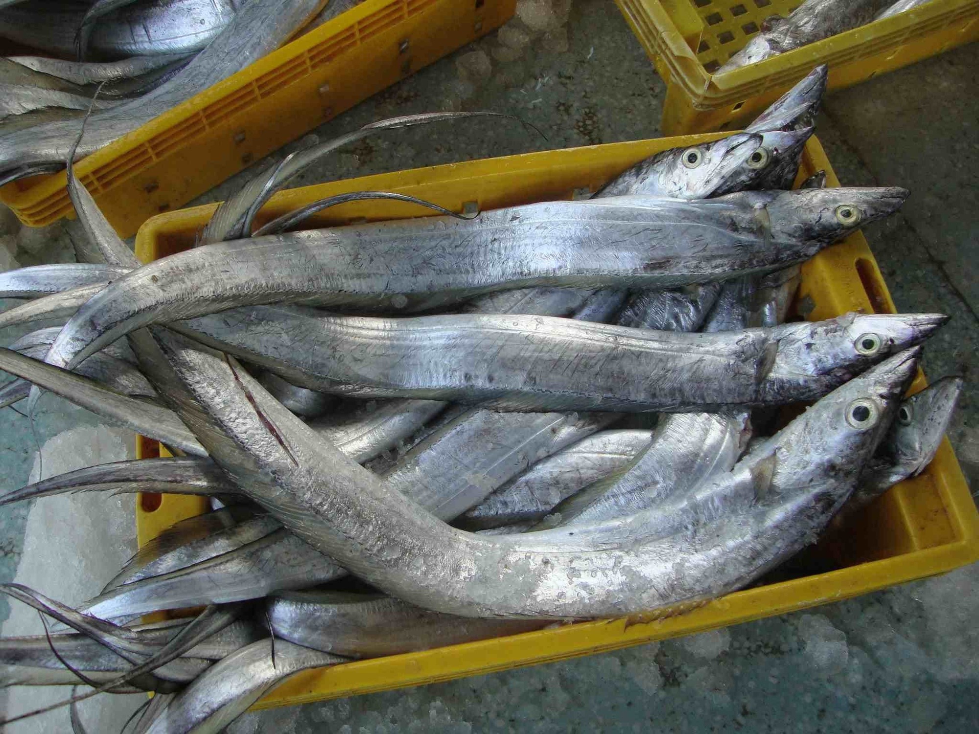 Không phải cá hồi, loại cá bình dân này giàu canxi gấp 4 lần sữa, DHA cũng cao đáng nể - Ảnh 1. Không phải cá hồi, loại cá bình dân này giàu canxi gấp 4 lần sữa, DHA cũng cao đáng nể - Ảnh 1.