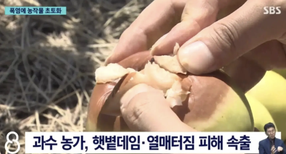 Nắng nóng kỷ lục khiến khoai tây Hàn Quốc hư hỏng nặng nề - Ảnh 4. Nắng nóng kỷ lục khiến khoai tây Hàn Quốc hư hỏng nặng nề - Ảnh 4.
