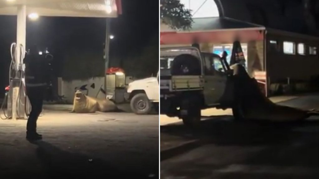 'Vị khách' nặng 1 tấn ở miễn phí 34 đêm, phá biển báo, hàng rào rồi để lại hóa đơn hơn 20.000 USD: Chính quyền xóa nợ vì quá đáng yêu - Ảnh 5. 'Vị khách' nặng 1 tấn ở miễn phí 34 đêm, phá biển báo, hàng rào rồi để lại hóa đơn hơn 20.000 USD: Chính quyền xóa nợ vì quá đáng yêu - Ảnh 5.