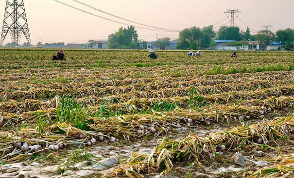 Trung Quốc vào vụ thu hoạch 1 mặt hàng Việt Nam trồng cực nhiều, giá ngày càng đắt đỏ - Ảnh 1. Trung Quốc vào vụ thu hoạch 1 mặt hàng Việt Nam trồng cực nhiều, giá ngày càng đắt đỏ - Ảnh 1.