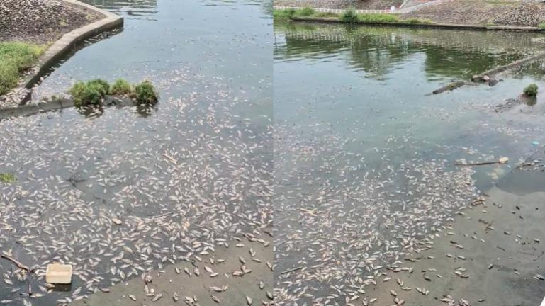 Vừa dọn sạch 5 tấn cá chết, con sông lại liên tiếp xuất hiện cảnh tượng khiến người dân hoảng hốt - Ảnh 1.