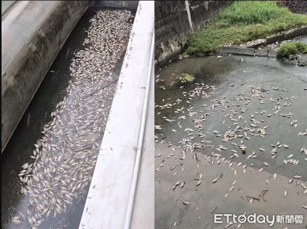 Vừa dọn sạch 5 tấn cá chết, con sông lại liên tiếp xuất hiện cảnh tượng khiến người dân hoảng hốt - Ảnh 4.