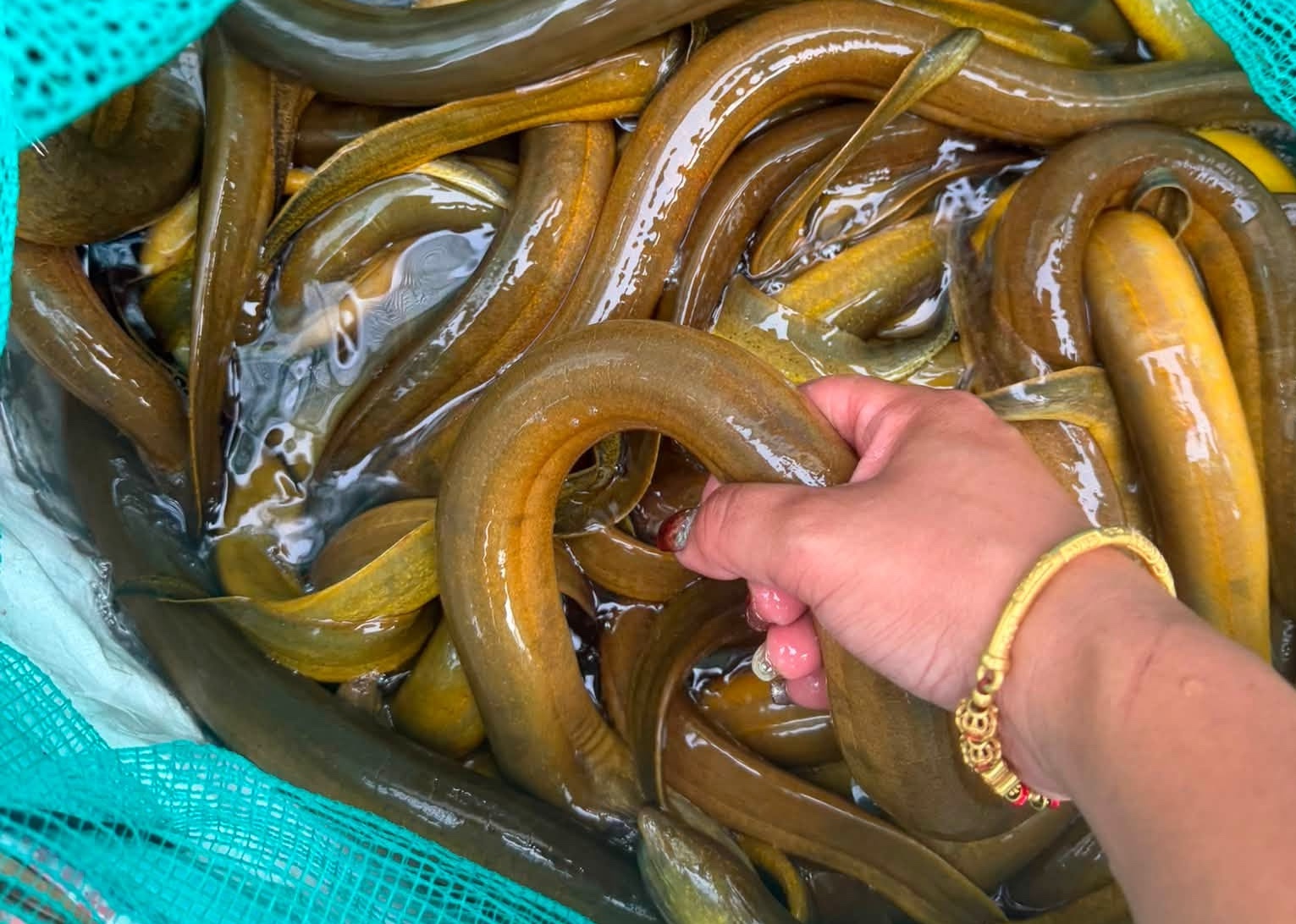 4 loại lươn kh&ocirc;ng n&ecirc;n mua: Cảnh b&aacute;o từ chủ cửa h&agrave;ng thủy sản - Ảnh 4.
