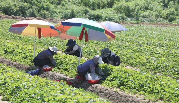 Khoai t&acirc;y bị 'nấu ch&iacute;n' trong l&ograve;ng đất khi nắng n&oacute;ng kỷ lục c&agrave;n qu&eacute;t Đ&ocirc;ng &Aacute; - Ảnh 1.