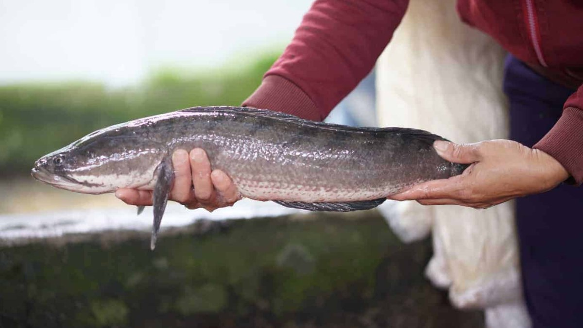 5 loại c&aacute; ngon, bổ rẻ hơn c&aacute; ngọai, dễ t&igrave;m ở chợ Việt - Ảnh 2.