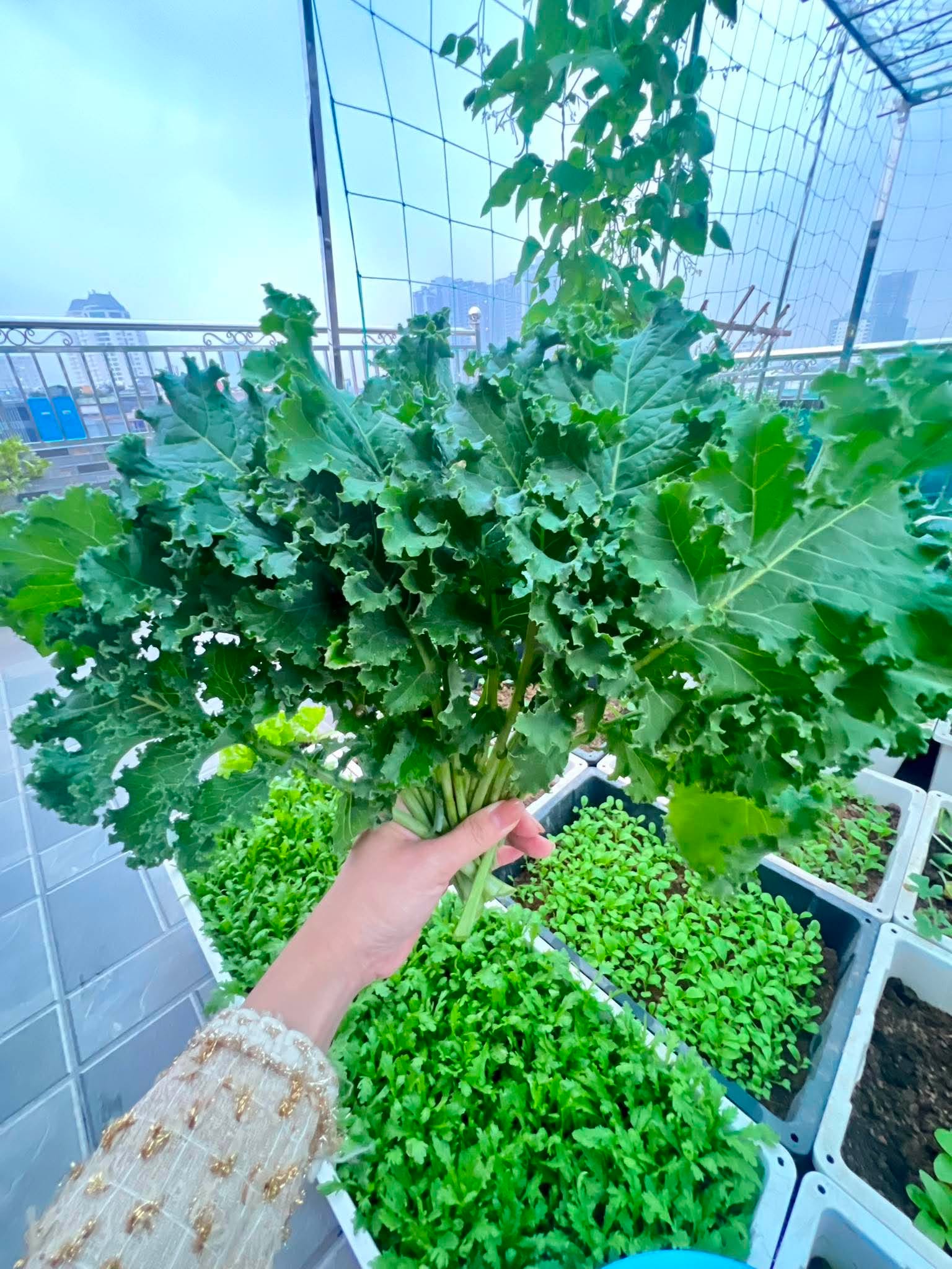 Nữ bác sĩ U40 sáng khám bệnh, tối trồng rau phủ kín sân thượng: Thứ nhận được vượt xa tưởng tượng - Ảnh 10.
