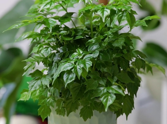 5 lý do nhiều người muốn trồng một cây hạnh phúc trong nhà - Ảnh 1.