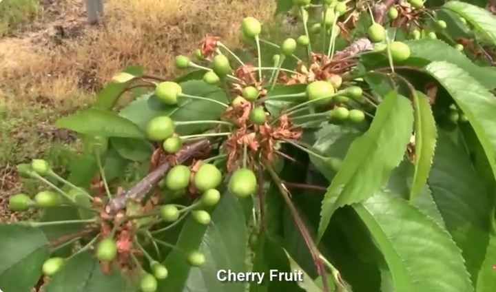 Cherry Nhật hơn 4 triệu đồng/tr&aacute;i được trồng cầu kỳ thế n&agrave;o? - Ảnh 10.