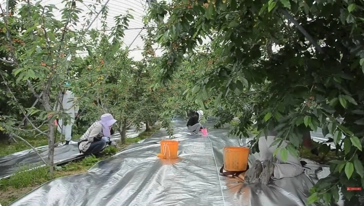 Cherry Nhật hơn 4 triệu đồng/tr&aacute;i được trồng cầu kỳ thế n&agrave;o? - Ảnh 11.