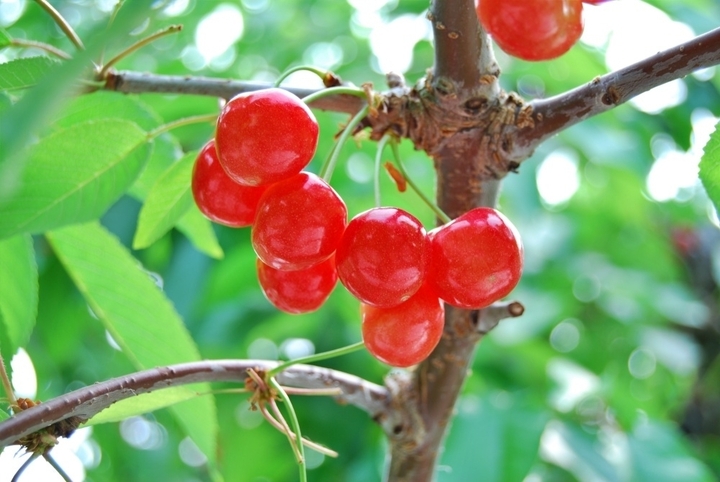 Cherry Nhật hơn 4 triệu đồng/tr&aacute;i được trồng cầu kỳ thế n&agrave;o? - Ảnh 12.
