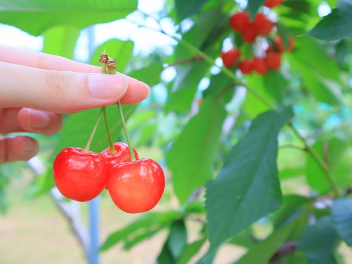 Cherry Nhật hơn 4 triệu đồng/tr&aacute;i được trồng cầu kỳ thế n&agrave;o? - Ảnh 13.