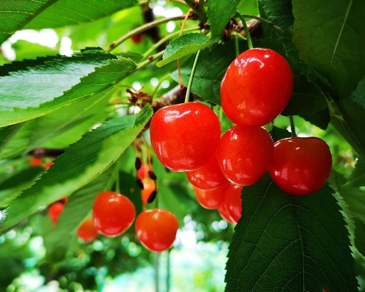 Cherry Nhật hơn 4 triệu đồng/tr&aacute;i được trồng cầu kỳ thế n&agrave;o? - Ảnh 14.