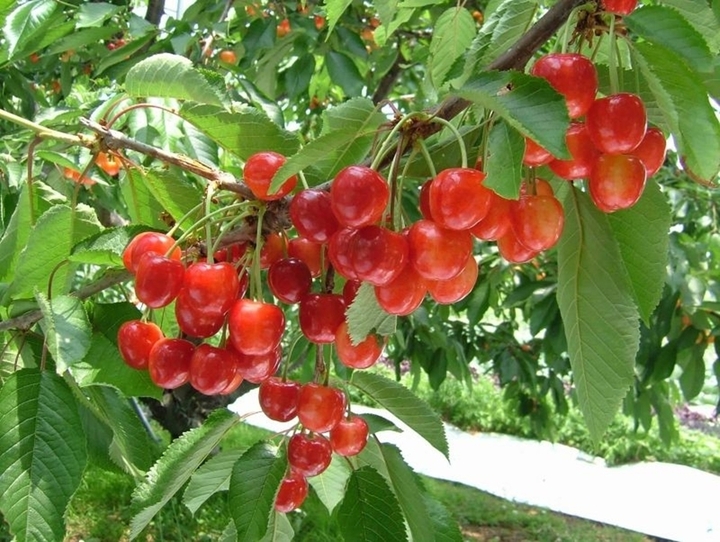 Cherry Nhật hơn 4 triệu đồng/tr&aacute;i được trồng cầu kỳ thế n&agrave;o? - Ảnh 2.