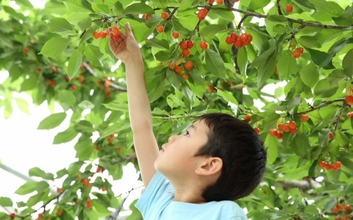 Cherry Nhật hơn 4 triệu đồng/tr&aacute;i được trồng cầu kỳ thế n&agrave;o? - Ảnh 3.