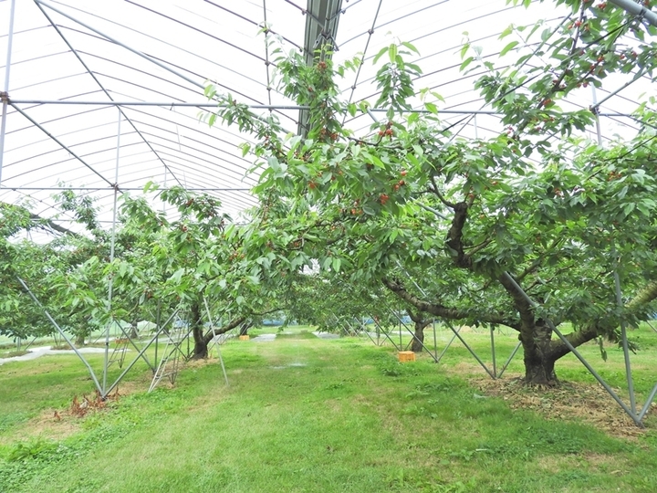 Cherry Nhật hơn 4 triệu đồng/tr&aacute;i được trồng cầu kỳ thế n&agrave;o? - Ảnh 4.