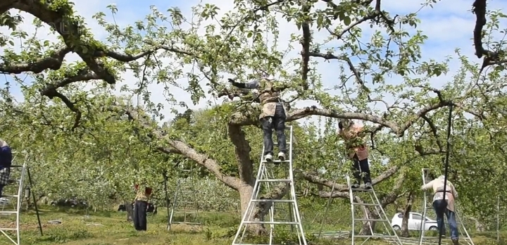 Cherry Nhật hơn 4 triệu đồng/tr&aacute;i được trồng cầu kỳ thế n&agrave;o? - Ảnh 7.