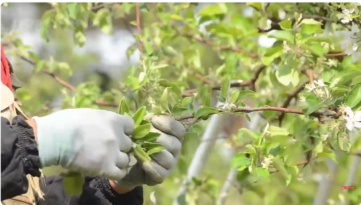 Cherry Nhật hơn 4 triệu đồng/tr&aacute;i được trồng cầu kỳ thế n&agrave;o? - Ảnh 8.