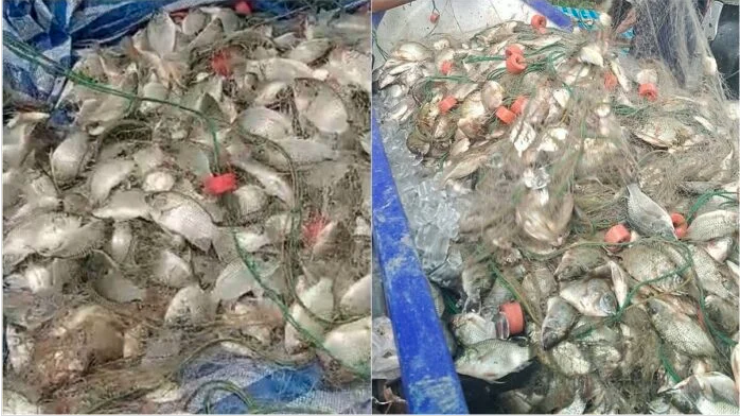 Đi bắt cá về ăn tối, người đàn ông kéo lên gần 200 kg thứ phủ kín thuyền: Chuyên gia chỉ ra điều đáng lo - Ảnh 1.