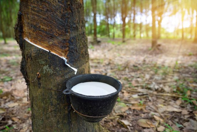 Sang Campuchia bu&ocirc;n &ldquo;v&agrave;ng trắng&rdquo;, l&atilde;i hơn 300 tỷ đồng một năm - Ảnh 1.