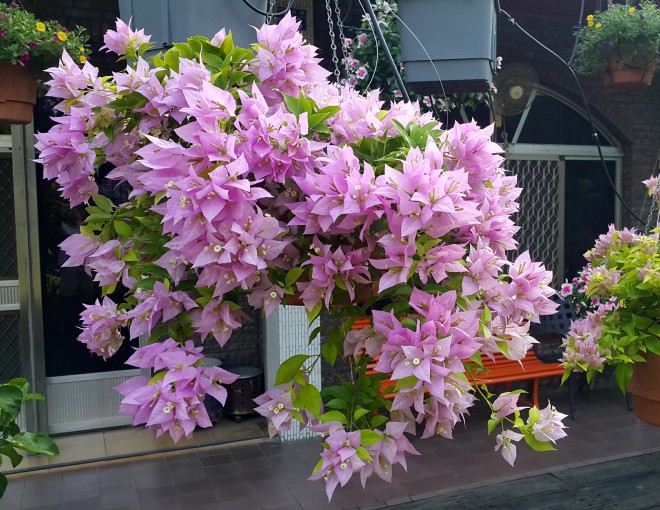 5 l&yacute; do n&ecirc;n trồng một c&acirc;y hoa giấy trong nh&agrave; - Ảnh 1.