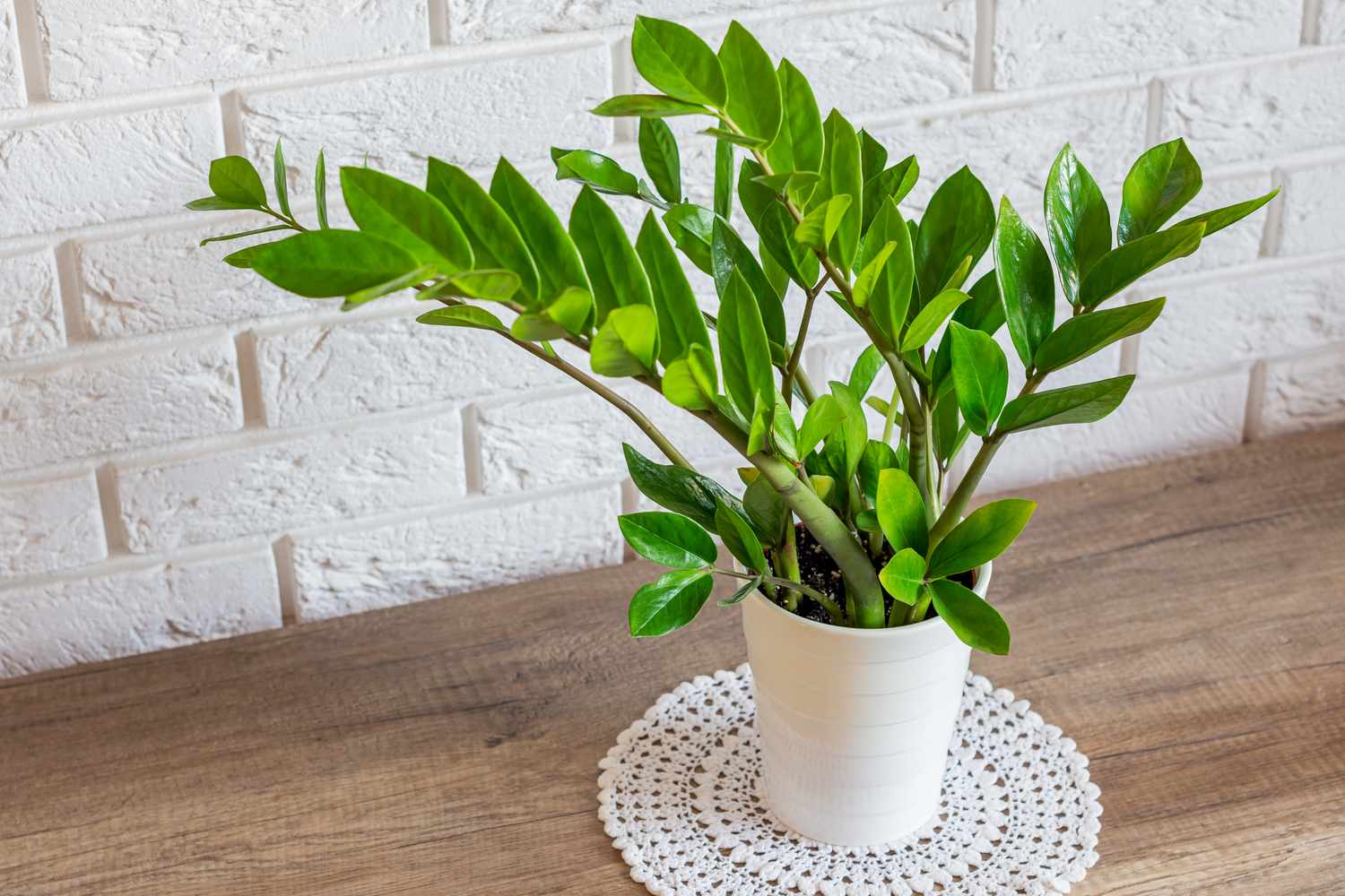 6 lý do vì sao nên trồng một chậu cây kim tiền trong nhà - Ảnh 1.