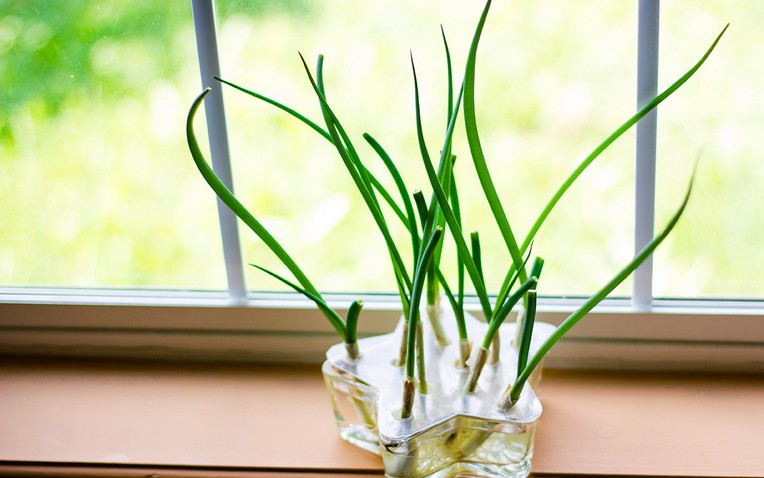 4 l&yacute; do v&igrave; sao n&ecirc;n trồng một chậu h&agrave;nh l&aacute; b&ecirc;n cửa sổ - Ảnh 1.