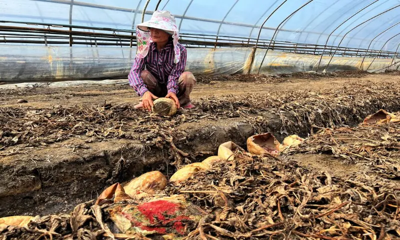 Nắng nóng kỷ lục ở Hàn Quốc khiến khoai tây bị luộc chín - Ảnh 7. Nắng nóng kỷ lục ở Hàn Quốc khiến khoai tây bị luộc chín - Ảnh 7.