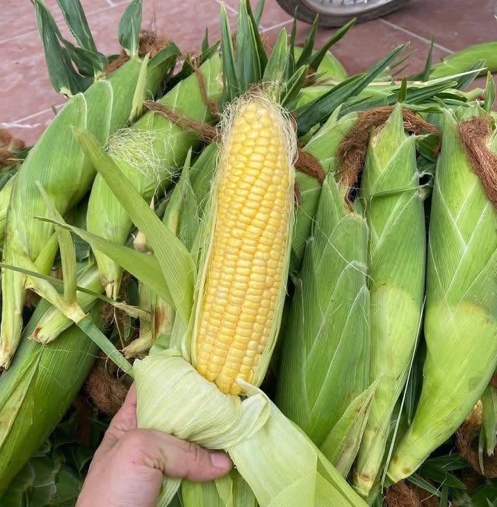  - Ảnh 1.