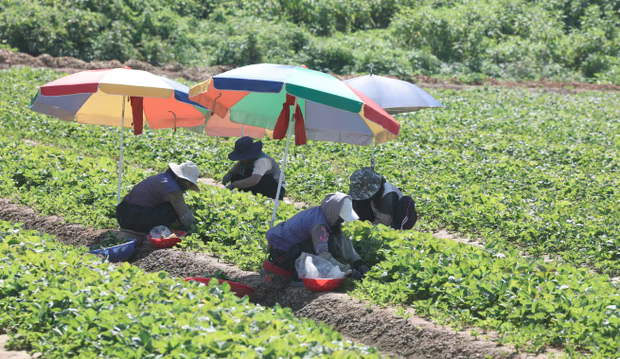 Nắng nóng kỷ lục ở Hàn Quốc khiến khoai tây bị luộc chín - Ảnh 2. Nắng nóng kỷ lục ở Hàn Quốc khiến khoai tây bị luộc chín - Ảnh 2.
