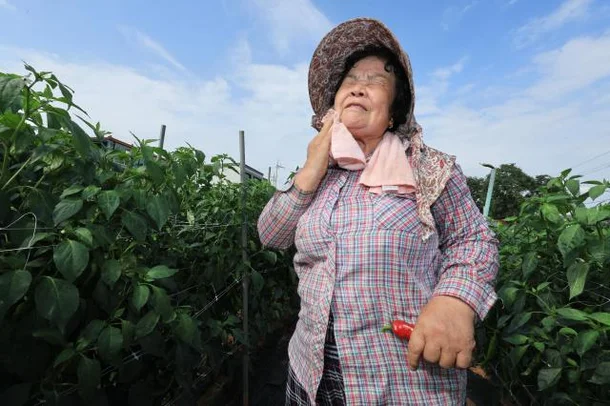 Nắng nóng kỷ lục ở Hàn Quốc khiến khoai tây bị luộc chín - Ảnh 4. Nắng nóng kỷ lục ở Hàn Quốc khiến khoai tây bị luộc chín - Ảnh 4.