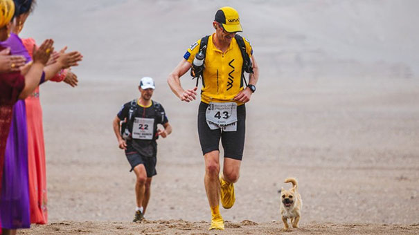 Ch&uacute; ch&oacute; hoang chạy 125 km c&ugrave;ng vận động vi&ecirc;n si&ecirc;u marathon - Ảnh 2.