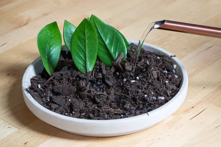 6 lý do vì sao nên trồng một chậu cây kim tiền trong nhà - Ảnh 3.