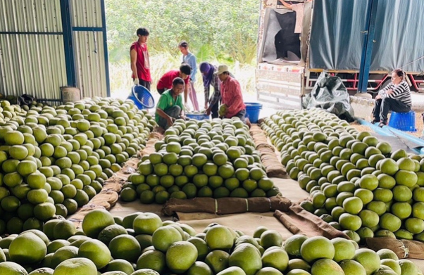 Trung Quốc quyết t&acirc;m l&agrave;m gi&agrave;u với loại quả Việt Nam đang trồng rất nhiều: Ch&acirc;u &Acirc;u, Nga cực ưa chuộng, sản lượng tăng 10% - Ảnh 1.