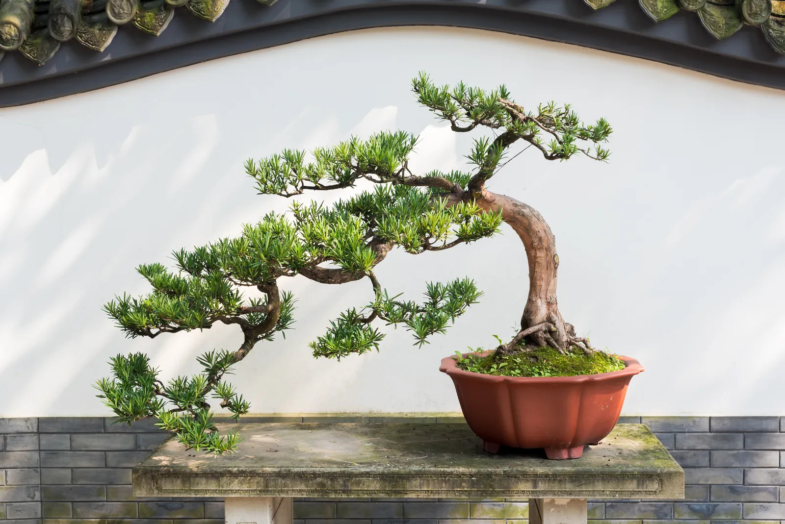 7 loại cây đừng trồng trong nhà: Dễ mang vận xui, có loại mang độc tính - Ảnh 2.
