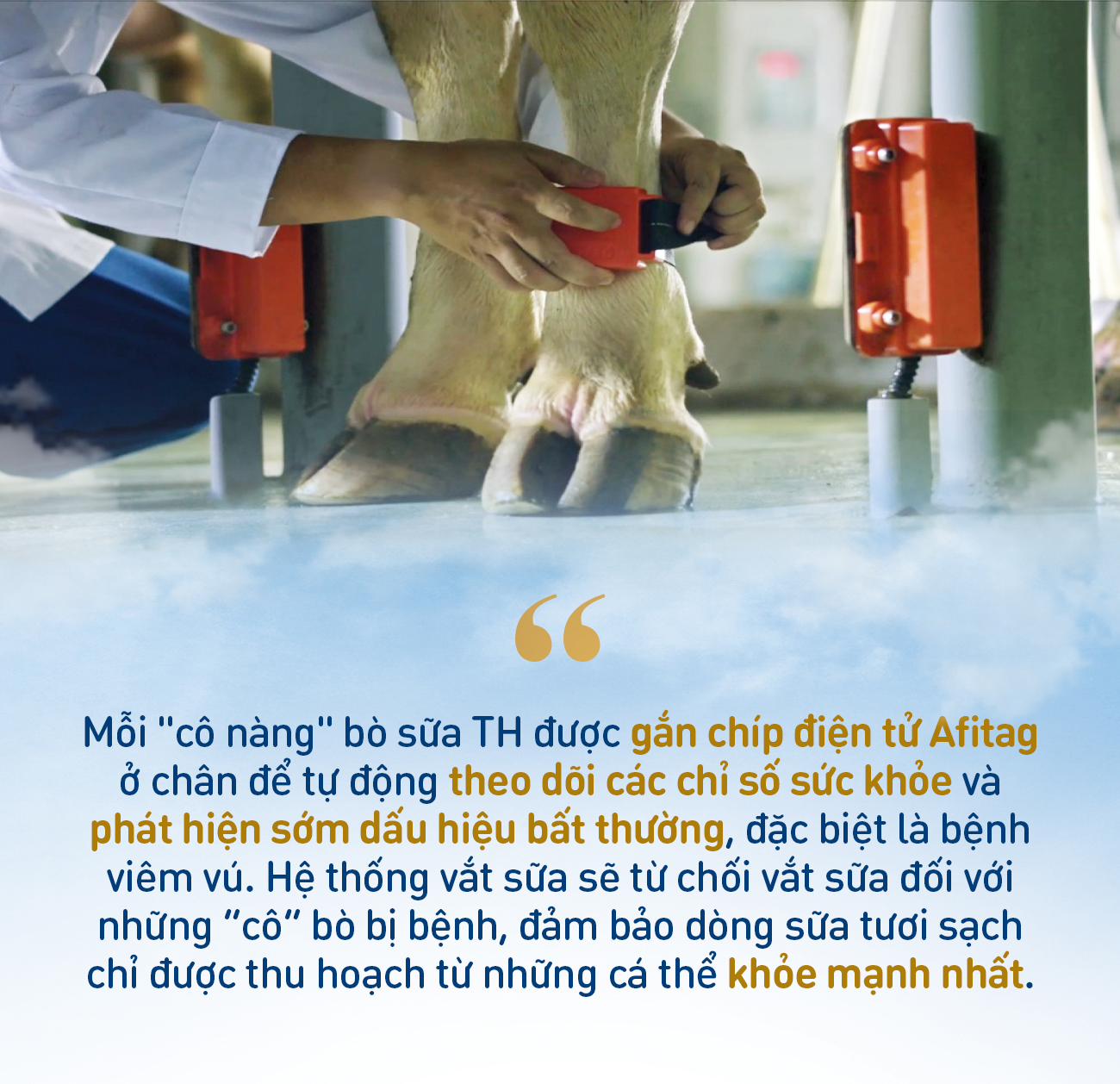 Những điểm nhấn làm nên chất lượng hàng đầu của sữa tươi sạch TH true MILK - Ảnh 4. Những điểm nhấn làm nên chất lượng hàng đầu của sữa tươi sạch TH true MILK - Ảnh 4.