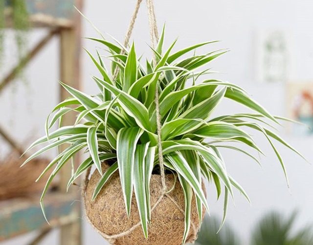 4 lý do vì sao nên trồng cây dây nhện bên cửa sổ - Ảnh 2.