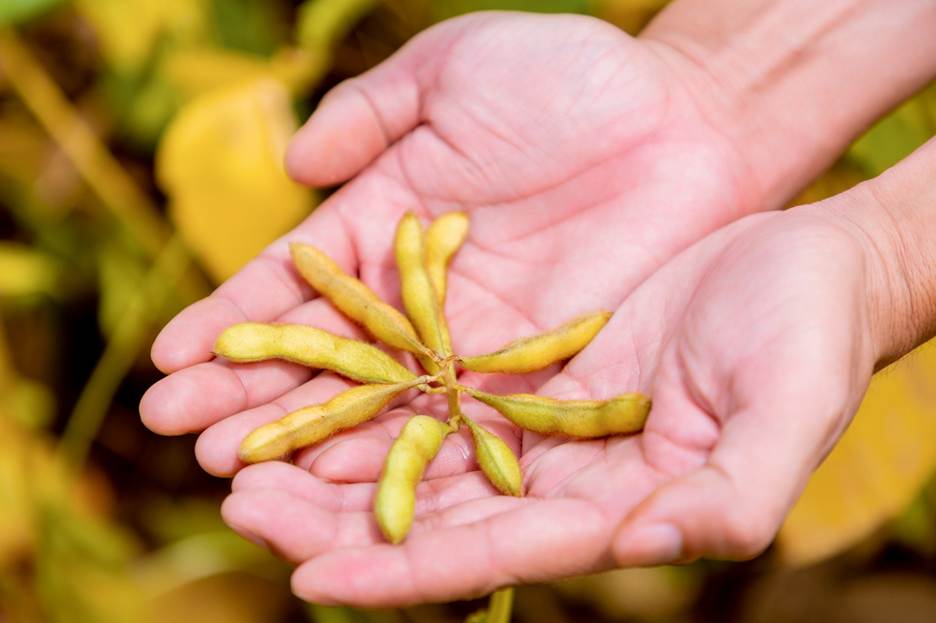 4 lý do đậu nành và các loại hạt được xem là nguồn dưỡng chất của tương lai - Ảnh 2. 4 lý do đậu nành và các loại hạt được xem là nguồn dưỡng chất của tương lai - Ảnh 2.