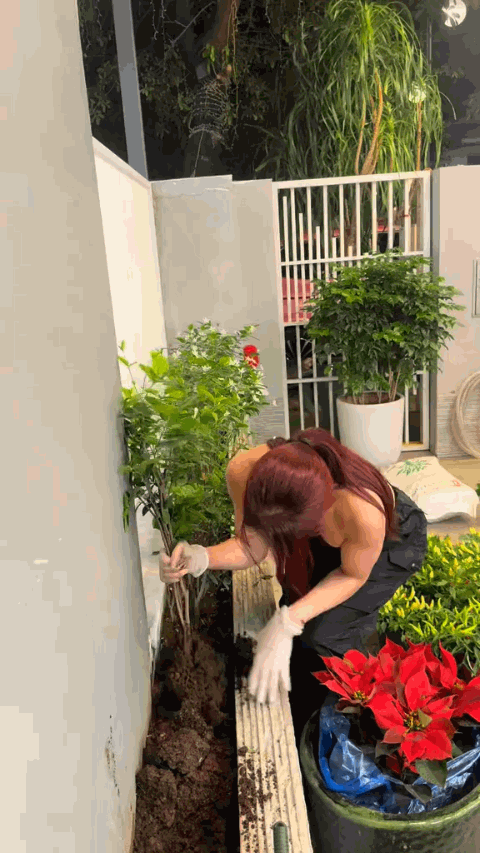 Ngôi nhà của Diệp Lâm Anh - nơi “hồng hài nhi” kém 11 tuổi phủ kín 6.836 đóa hoa hồng, đẹp hơn cả cổ tích- Ảnh 3.