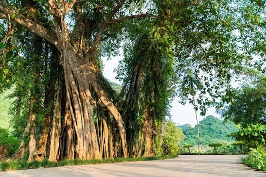 Phát hiện cây đa hơn 1.000 năm tuổi