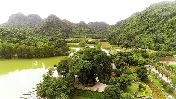 Phát hiện cây đa hơn 1.000 năm tuổi