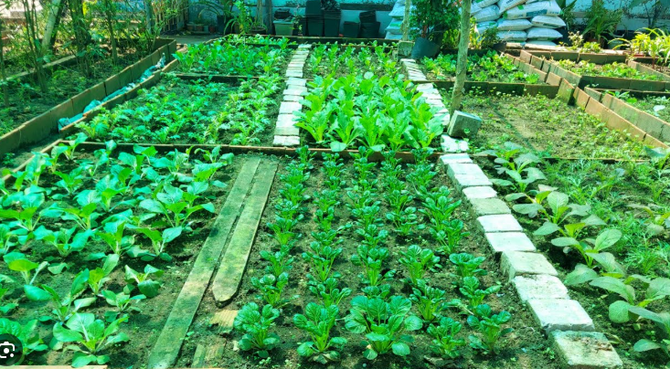Tôi nhờ mẹ chồng lên ở cùng và hứa gửi bà 6 triệu/tháng nhưng bà nói một câu khiến dự định tan tành - Ảnh 1.