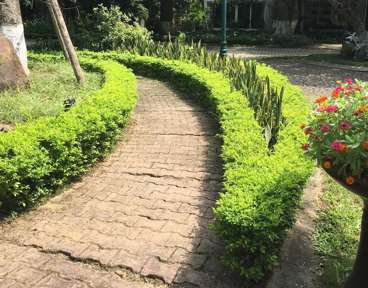 Chọn đ&uacute;ng loại c&acirc;y trồng lối đi s&acirc;n vườn kh&ocirc;ng chỉ gi&uacute;p định h&igrave;nh kh&ocirc;ng gian, che đi những viền th&ocirc; cứng m&agrave; c&ograve;n n&acirc;ng tầm thẩm mỹ cho to&agrave;n bộ ng&ocirc;i nh&agrave;. - Ảnh 2.