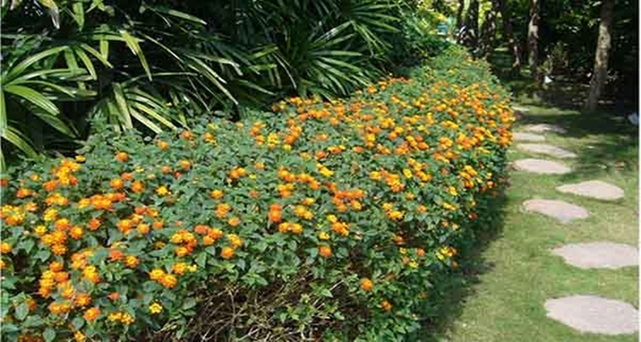 Chọn đ&uacute;ng loại c&acirc;y trồng lối đi s&acirc;n vườn kh&ocirc;ng chỉ gi&uacute;p định h&igrave;nh kh&ocirc;ng gian, che đi những viền th&ocirc; cứng m&agrave; c&ograve;n n&acirc;ng tầm thẩm mỹ cho to&agrave;n bộ ng&ocirc;i nh&agrave;. - Ảnh 5.