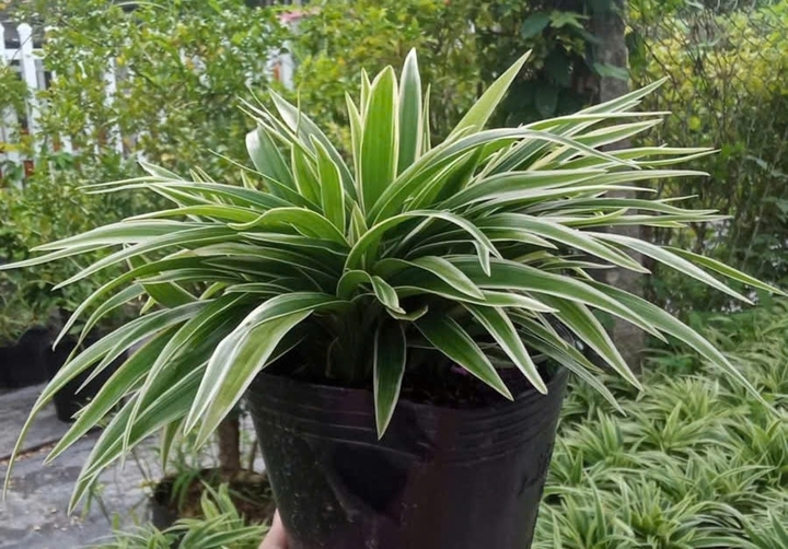 Chọn đ&uacute;ng loại c&acirc;y trồng lối đi s&acirc;n vườn kh&ocirc;ng chỉ gi&uacute;p định h&igrave;nh kh&ocirc;ng gian, che đi những viền th&ocirc; cứng m&agrave; c&ograve;n n&acirc;ng tầm thẩm mỹ cho to&agrave;n bộ ng&ocirc;i nh&agrave;. - Ảnh 3.