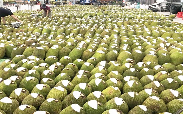 Việt Nam c&oacute; loại quả 'cứu tinh của thế giới' khiến Trung Quốc phải thừa nhận ngon hơn 'của nh&agrave; trồng', cực gi&agrave;u protein, diện t&iacute;ch trồng hơn 80.000 ha - Ảnh 1.