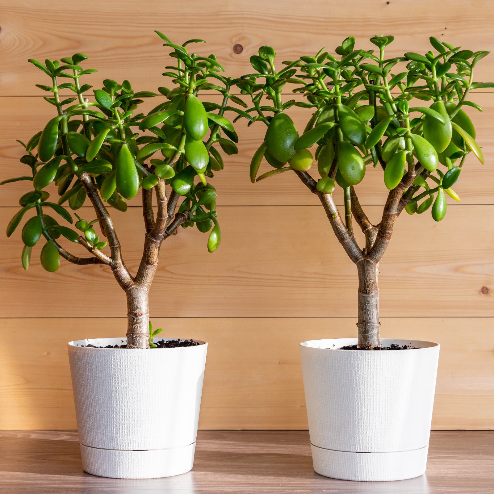 5 loại c&acirc;y thường được trồng để &ldquo;cầu may&rdquo; - Ảnh 4.